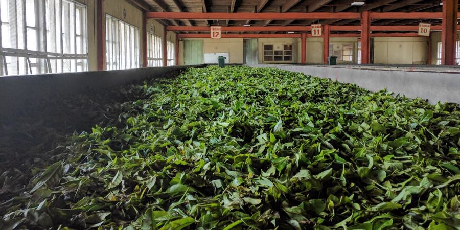 Увядание (ферментация) чая