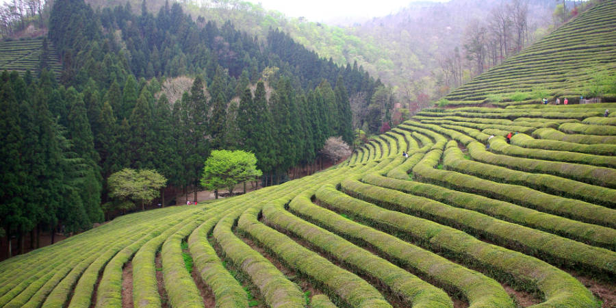 Чайная плантация